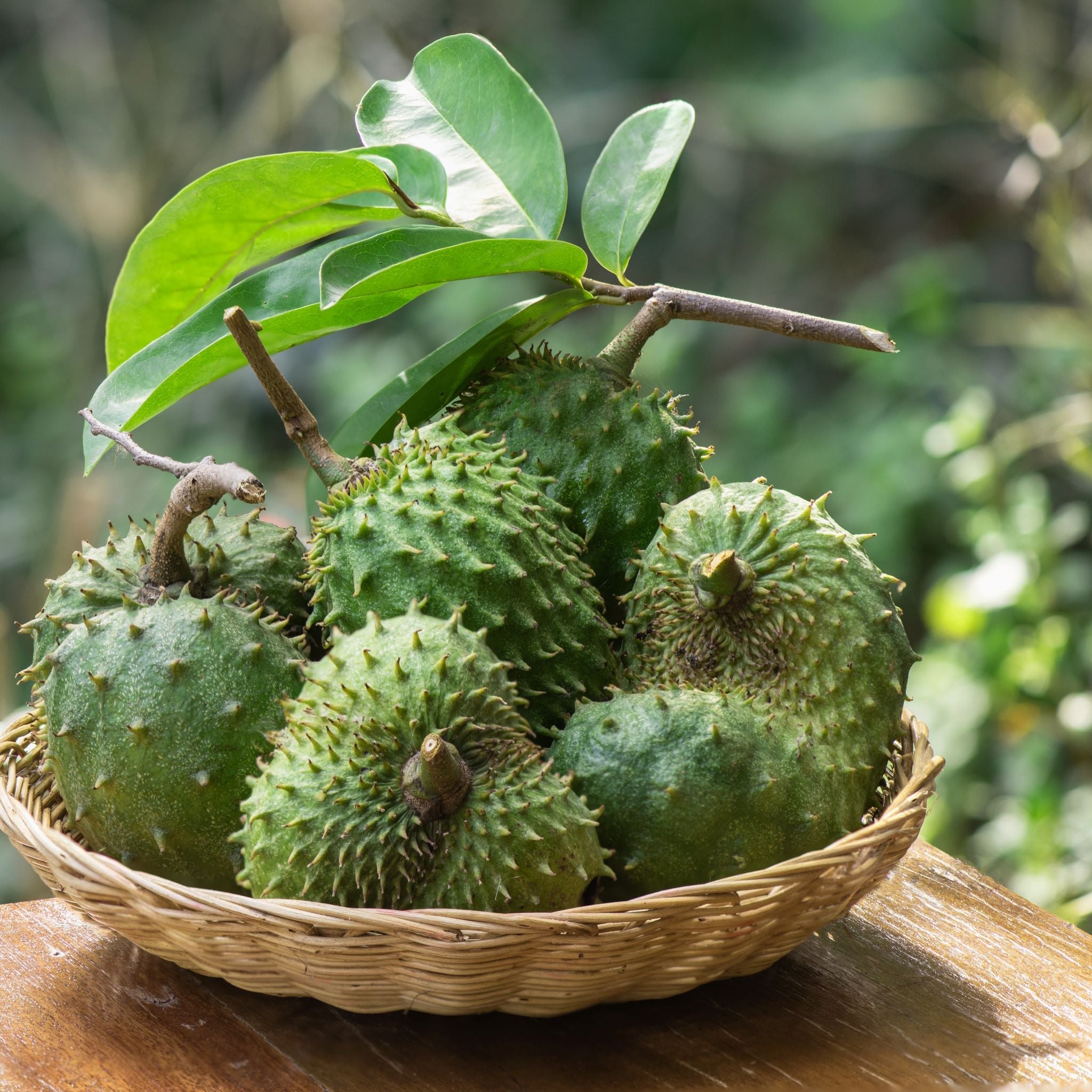 Organic Soursop Leaf Elixir from Try-Blue herbal supplement in a 2oz bottle, featuring fresh soursop leaves and botanical tincture.